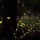 Image for article titled How do fireflies light up?